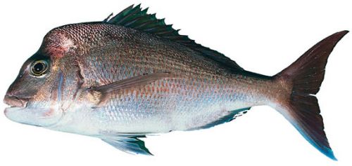 Red snapper bengali name meaning